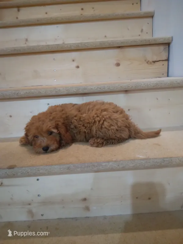 Rosie  – Cavapoo puppy for sale in Maria Stein, OH