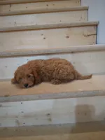Rosie , a female Cavapoo for sale in Maria Stein, OH – 1 of 1