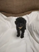 Pepper , a male Poodle - Miniature  for sale in Maria Stein, OH – 3 of 3