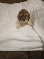 Max, a male Poodle - Miniature  for sale in Maria Stein, OH – 3 of 3