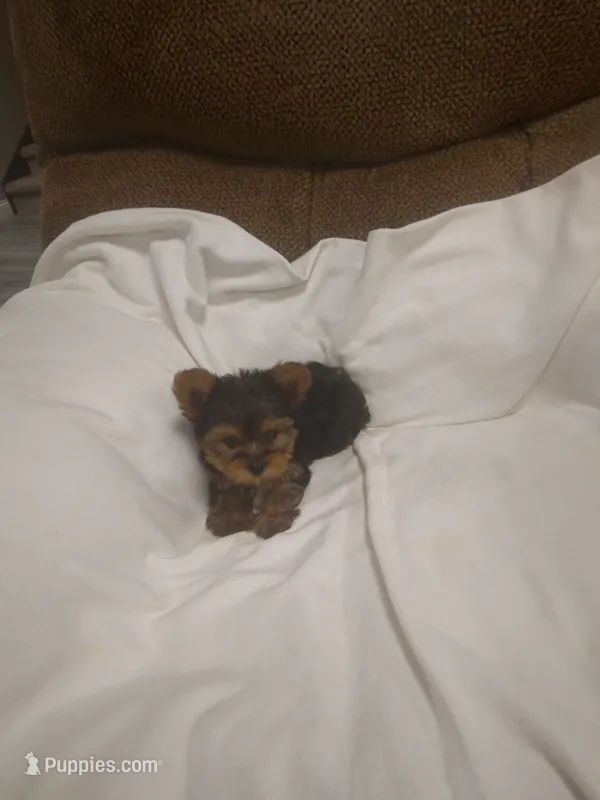 Yorkie  – Yorkshire Terrier puppy for sale in Maria Stein, OH