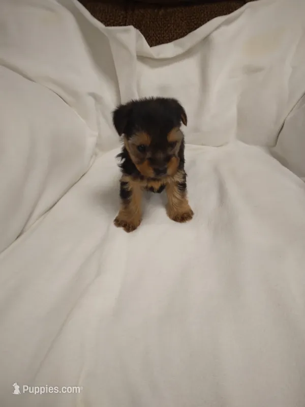 Yorkie  – Yorkshire Terrier puppy for sale in Maria Stein, OH