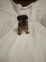 Yorkie , a male Yorkshire Terrier for sale in Maria Stein, OH – 1 of 3