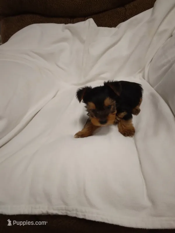 Yorkie  – Yorkshire Terrier puppy for sale in Maria Stein, OH