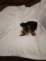 Yorkie , a male Yorkshire Terrier for sale in Maria Stein, OH – 1 of 3