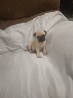 Puggy, a male Pug for sale in Maria Stein, OH – 2 of 3
