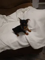 Chloe , a female Chorkie for sale in Maria Stein, OH – 3 of 3