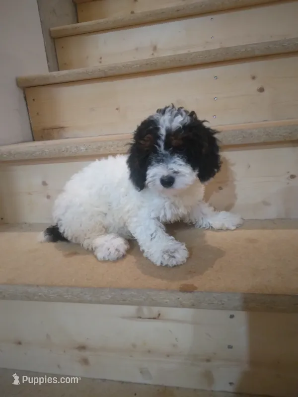 Maggie  – Poodle - Miniature  puppy for sale in Maria Stein, OH