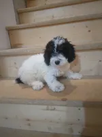 Maggie , a female Poodle - Miniature  for sale in Maria Stein, OH – 1 of 2