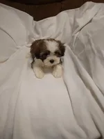 Shelly , a female Shihpoo for sale in Maria Stein, OH – 3 of 3