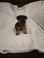 Yorkie , a male Yorkshire Terrier for sale in Maria Stein, OH – 3 of 3