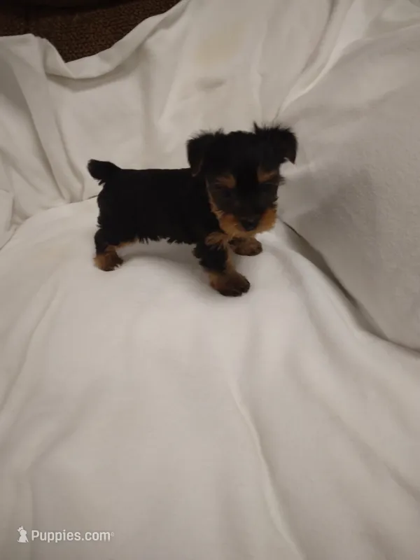 Yorkie  – Yorkshire Terrier puppy for sale in Maria Stein, OH