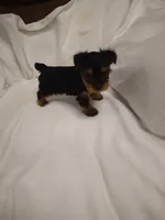 Yorkie , a female Yorkshire Terrier for sale in Maria Stein, OH – 1 of 3