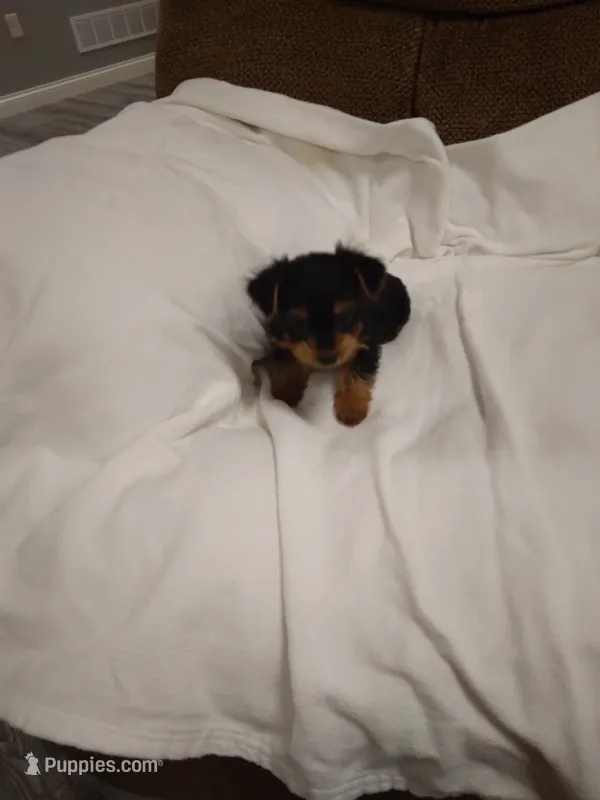 Chloe  – Chorkie puppy for sale in Maria Stein, OH