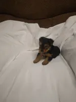 Yorkie , a female Yorkshire Terrier for sale in Maria Stein, OH – 3 of 3