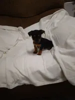 Corey , a male Chorkie for sale in Maria Stein, OH – 3 of 3