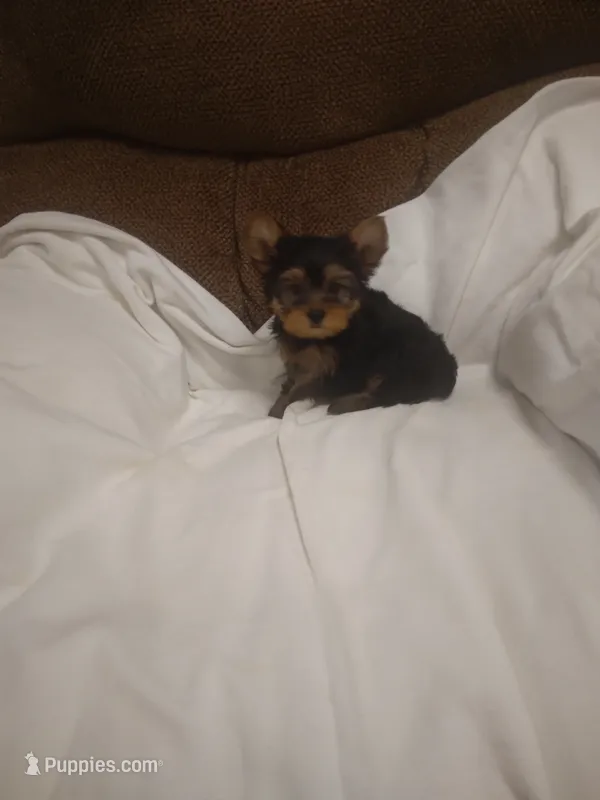 Yorkie  – Yorkshire Terrier puppy for sale in Maria Stein, OH