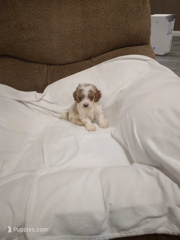 Mini  – Poodle - Miniature  puppy for sale in Maria Stein, OH