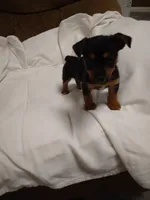 Corey , a male Chorkie for sale in Maria Stein, OH – 2 of 3