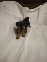 Yorkie , a male Yorkshire Terrier for sale in Maria Stein, OH – 2 of 3
