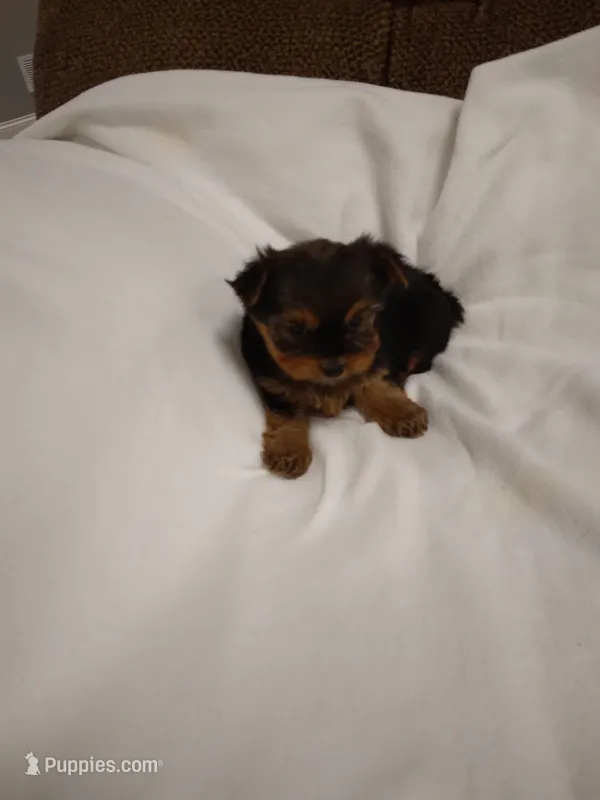 Rosie – Yorkshire Terrier puppy for sale in Maria Stein, OH