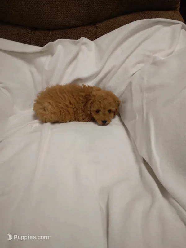 Cecil  – Cavapoo puppy for sale in Maria Stein, OH