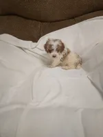 Mini , a male Poodle - Miniature  for sale in Maria Stein, OH – 2 of 3