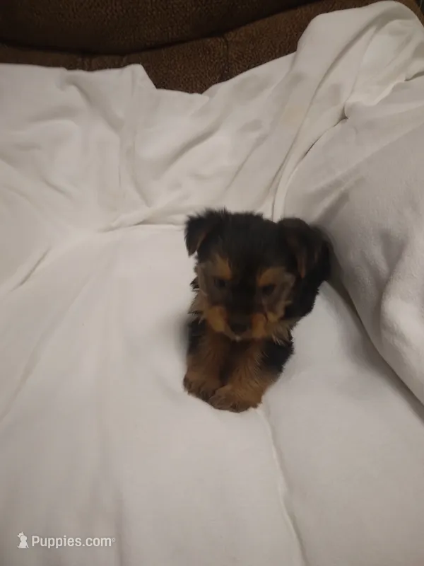 Yorkie  – Yorkshire Terrier puppy for sale in Maria Stein, OH