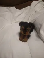 Yorkie , a female Yorkshire Terrier for sale in Maria Stein, OH – 1 of 3