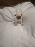 Puggy, a male Pug for sale in Maria Stein, OH – 3 of 3