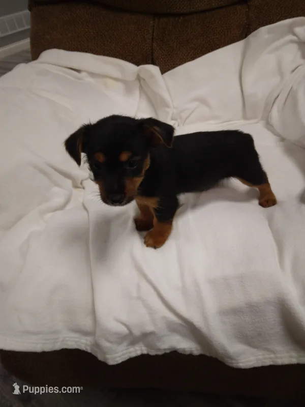 Corey  – Chorkie puppy for sale in Maria Stein, OH
