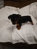 Corey , a male Chorkie for sale in Maria Stein, OH – 1 of 3