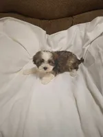 Shelly , a female Shihpoo for sale in Maria Stein, OH – 2 of 3