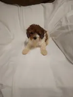 Molly , a female Poodle - Miniature  for sale in Maria Stein, OH – 2 of 3