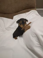 Charlie, a male Yorkshire Terrier for sale in Maria Stein, OH – 3 of 3