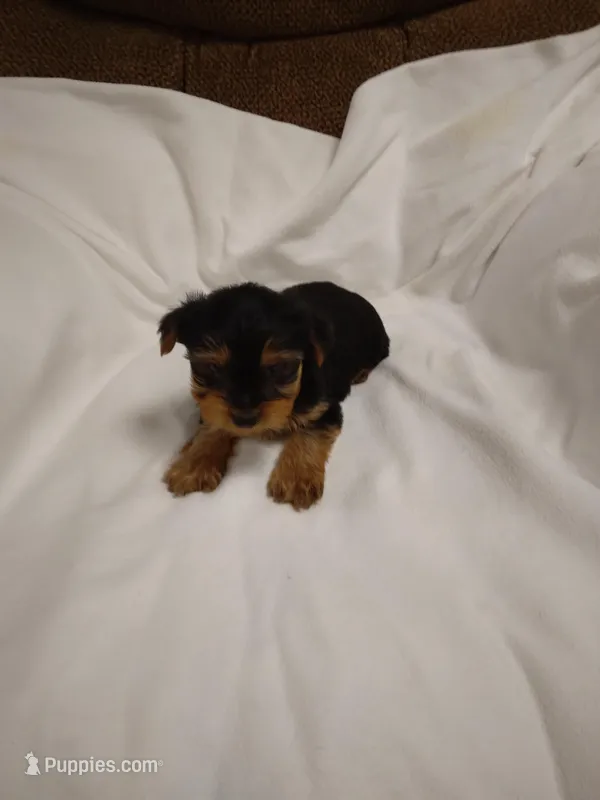 Charlie – Yorkshire Terrier puppy for sale in Maria Stein, OH