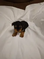 Charlie, a male Yorkshire Terrier for sale in Maria Stein, OH – 1 of 3