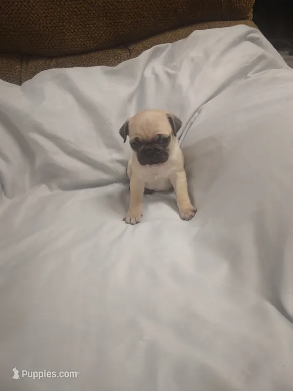 Puggy – Pug puppy for sale in Maria Stein, OH