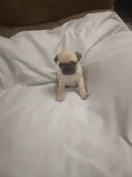 Puggy, a male Pug for sale in Maria Stein, OH – 1 of 3