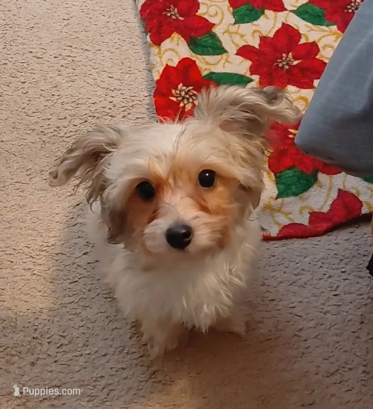 Sir – Yorkipoo puppy for sale in Opelika, AL