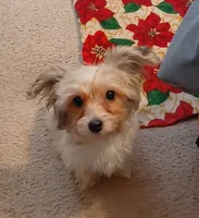Sir, a male Yorkipoo for sale in Opelika, AL – 1 of 6