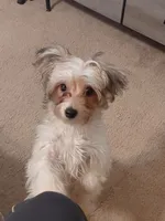 Sir, a male Yorkipoo for sale in Opelika, AL – 4 of 6