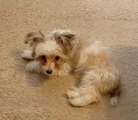 Sir, a male Yorkipoo for sale in Opelika, AL – 3 of 6
