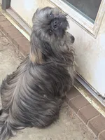 AKC Micah , a male Shih Tzu for sale in Randleman, NC – 3 of 3