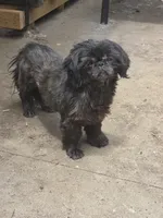 Angel, a female Shih Tzu for sale in Randleman, NC – 2 of 4