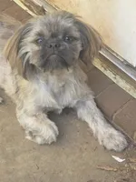 AKC Micah , a male Shih Tzu for sale in Randleman, NC – 2 of 3