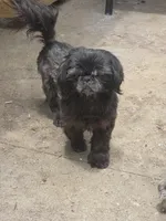 Angel, a female Shih Tzu for sale in Randleman, NC – 4 of 4