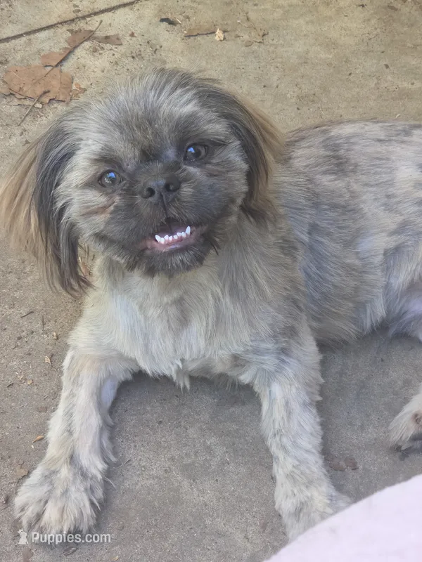 AKC Micah  – Shih Tzu puppy for sale in Randleman, NC