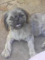 AKC Micah , a male Shih Tzu for sale in Randleman, NC – 1 of 3