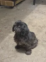 Angel, a female Shih Tzu for sale in Randleman, NC – 3 of 4